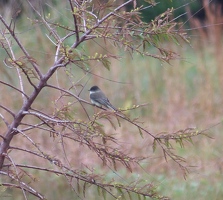 Eastern Phoebe